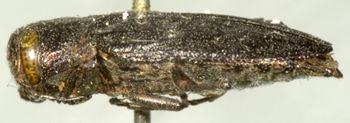 Media type: image;   Entomology 2694 Aspect: habitus lateral view